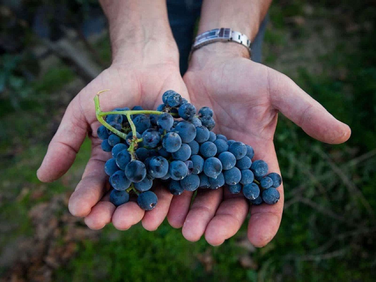 Terra mia, d’Aglianico