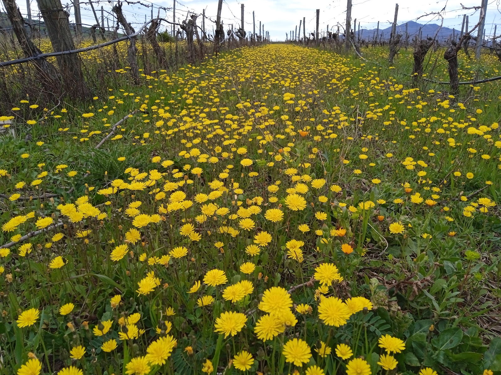 Monitoraggio e controllo del vigneto