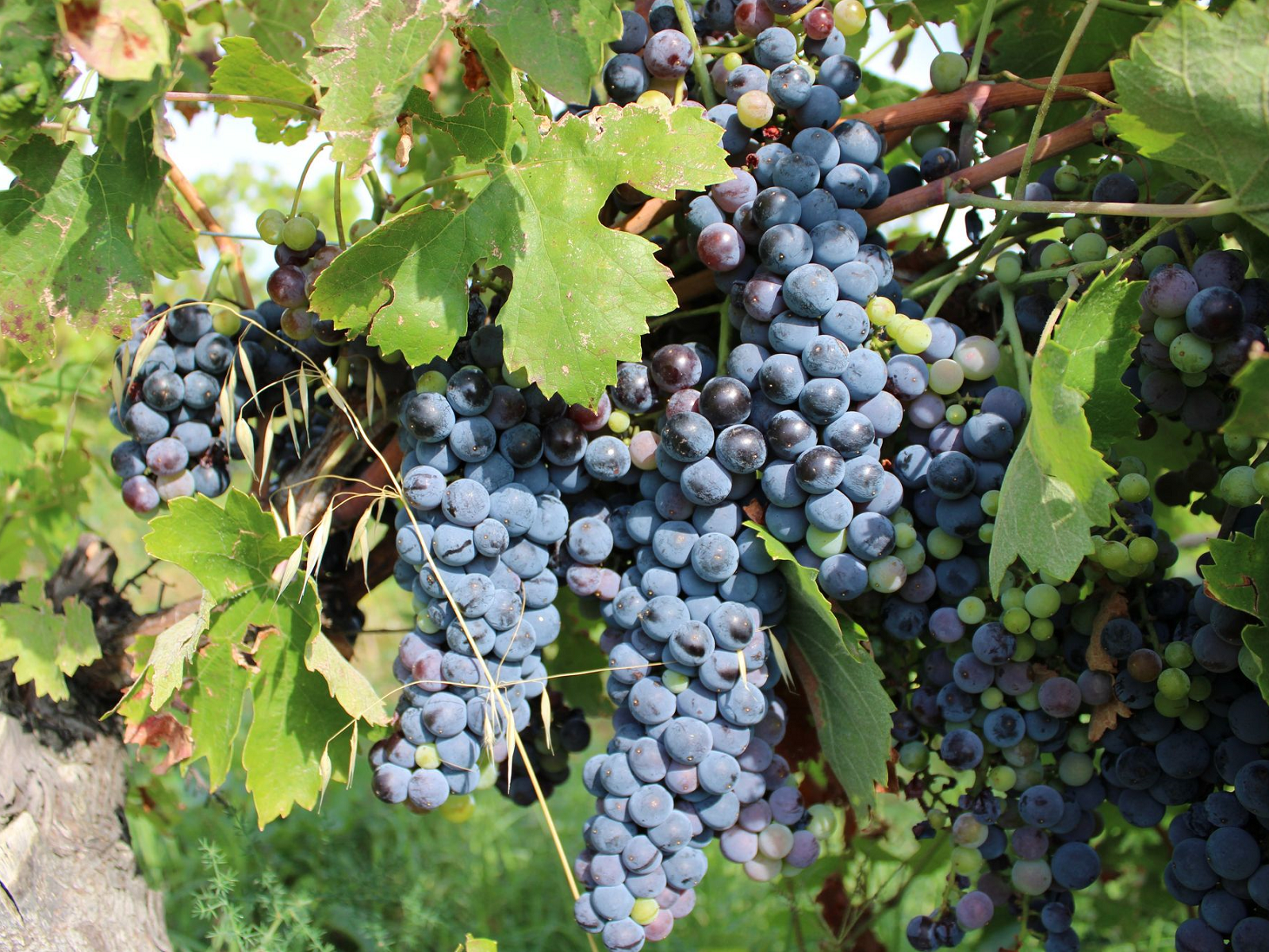 Verso la vendemmia con un occhio al satellite